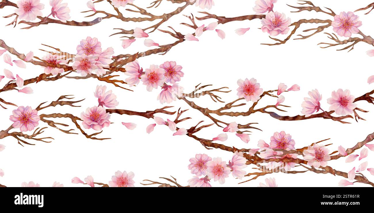 Branches with sakura flowers isolated on a white background. Spring ...