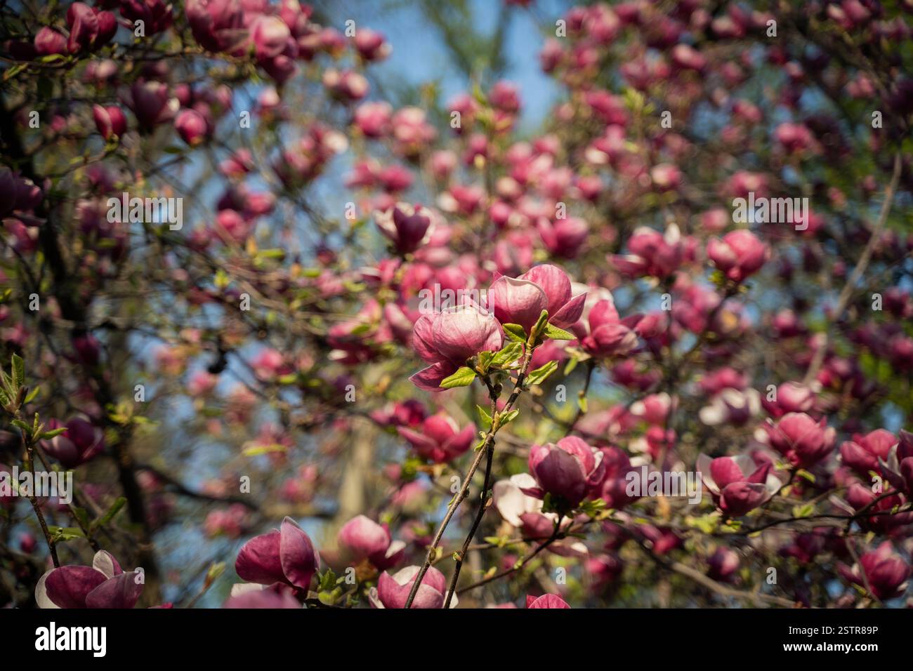 Flowers of pink magnolia. Magnolia tree blossom Stock Photo - Alamy