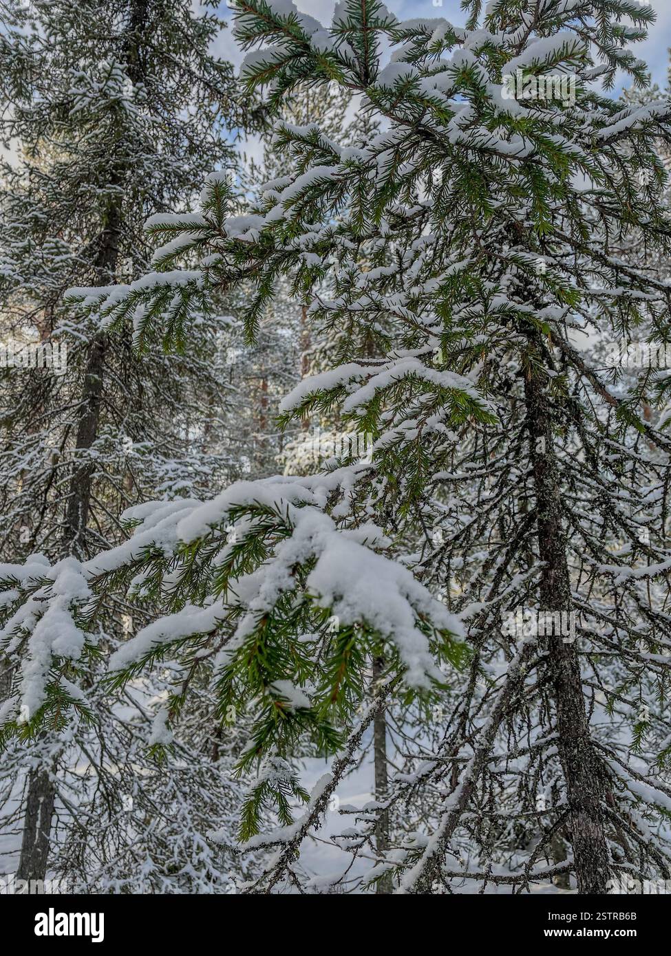 detail of a snowy forest in Finnish Lapland in Levi - Smartphone Captured Stock Image