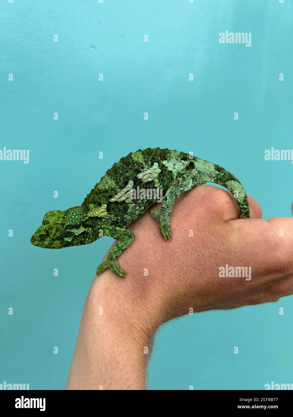 A close-up of a chameleon's unique features and colors. - Smartphone Captured Stock Image