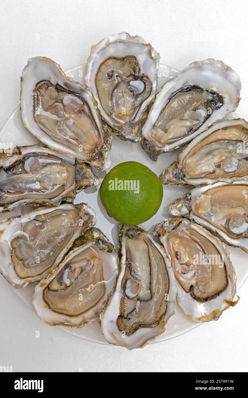 Opened Oysters Stock Photo