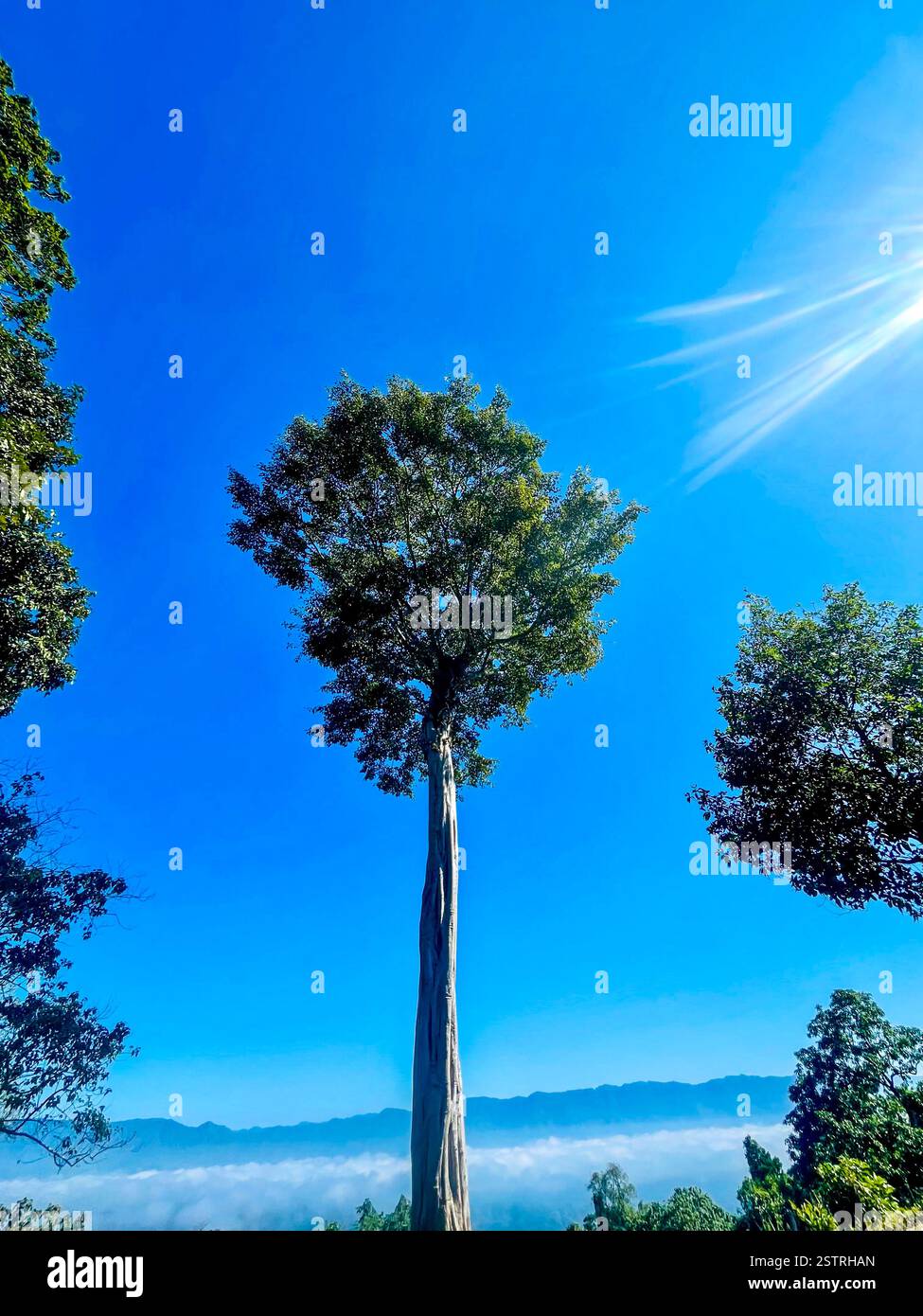 Heaven Tree of Sajek valley - Smartphone Captured Stock Image