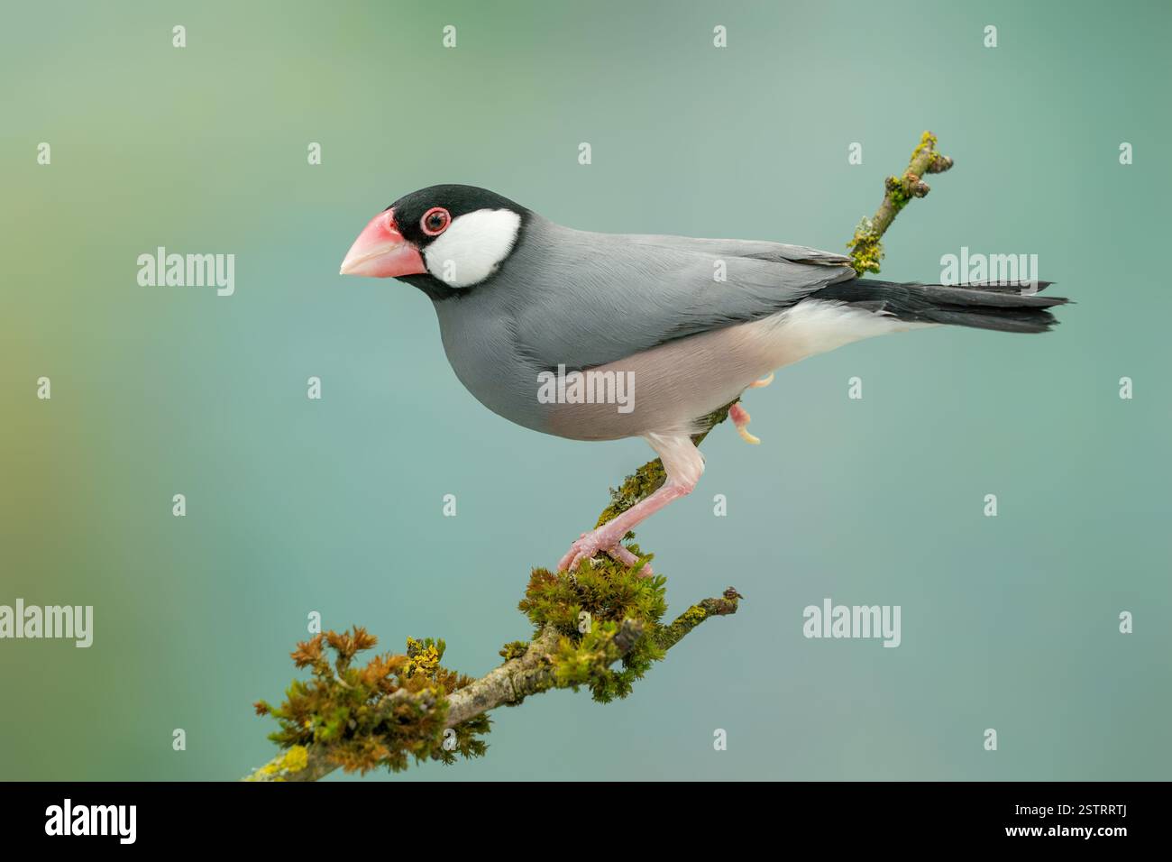 The java sparrow hi-res stock photography and images - Alamy