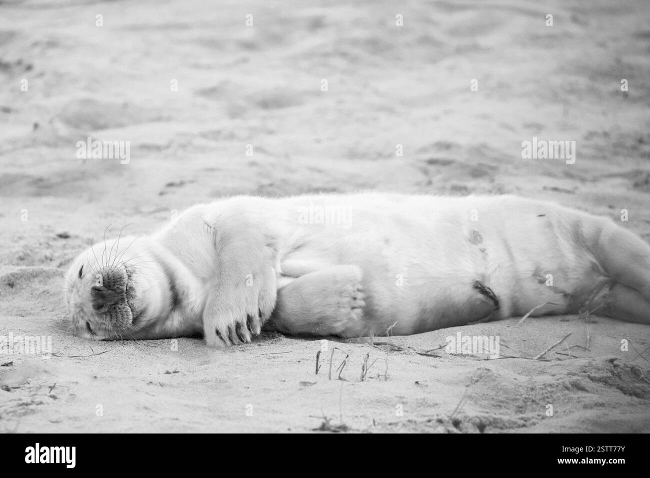 A black and white image of a newborn grey seal pup in Horsey Gap, Norfolk. Stock Photo