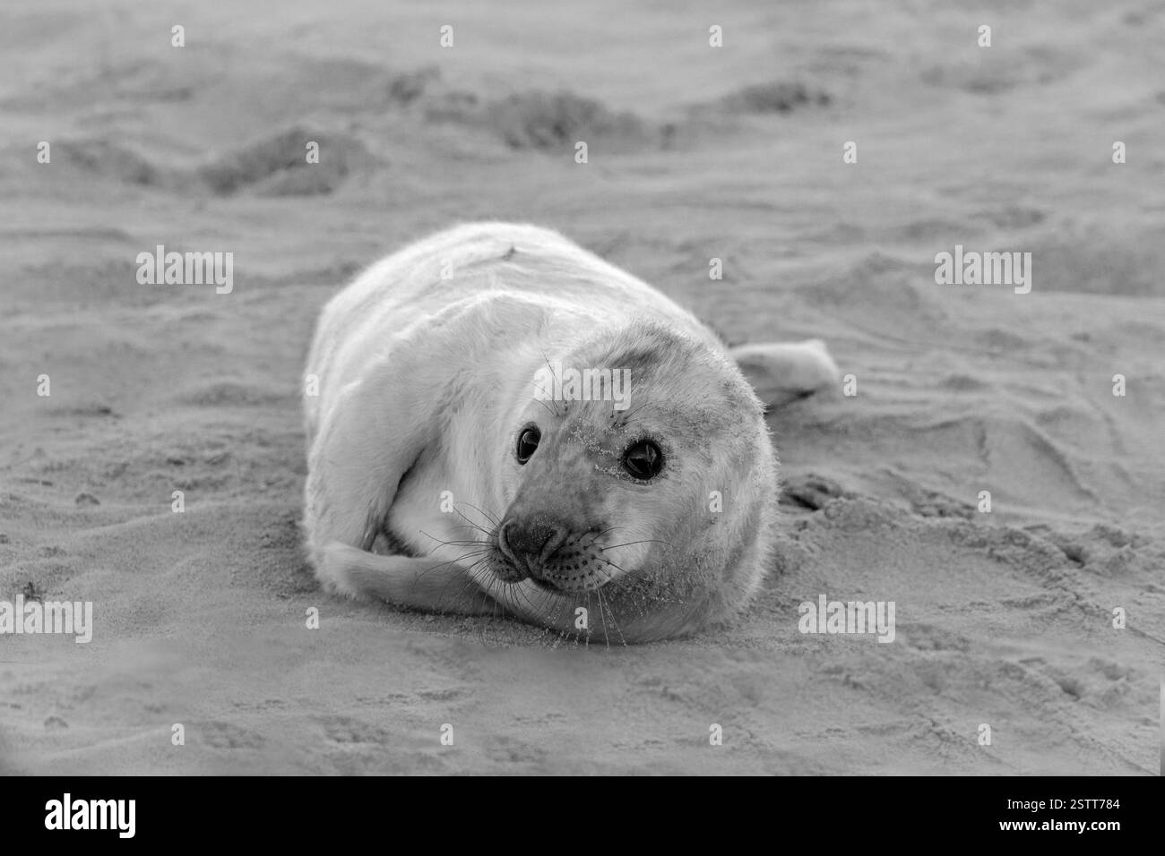 A black and white image of a newborn grey seal pup in Horsey Gap, Norfolk. Stock Photo