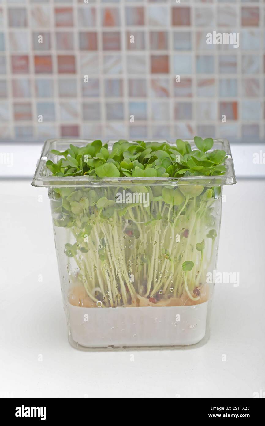 Cress salad plants growing sprouts hi-res stock photography and images ...
