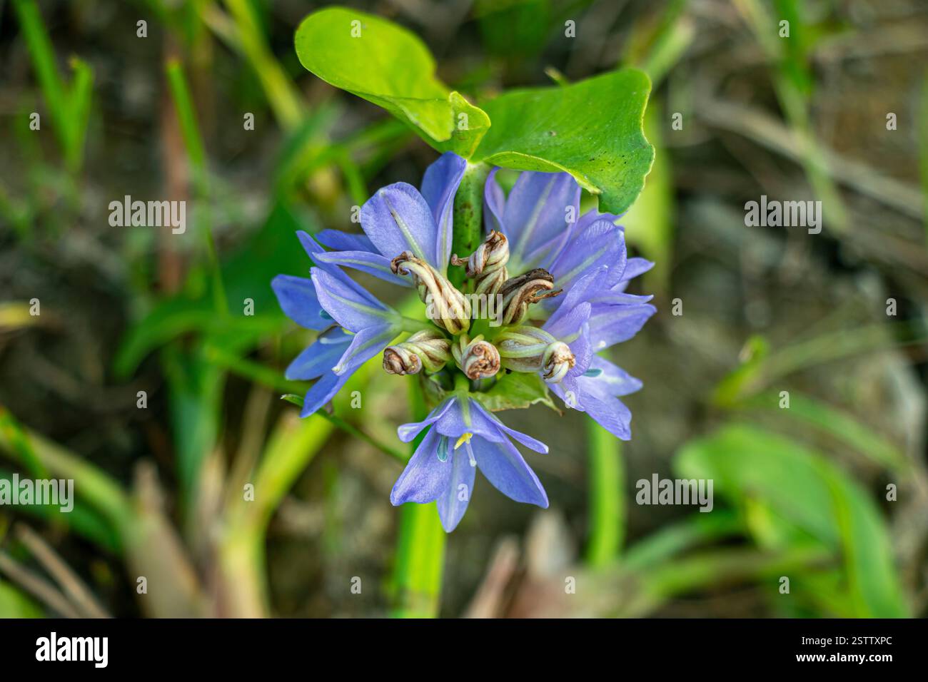 The flower head is clustered and composed of up to 25 flowers. Heartshape false pickerelweed, Monochoria vaginalis, is a rooted flowering aquatic plan Stock Photo