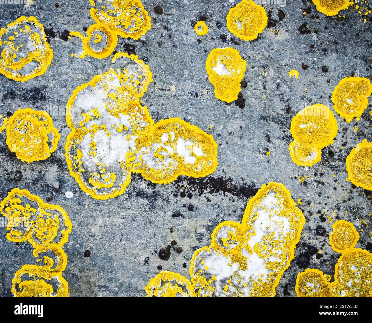 Yellow lichen on grey rock Stock Photo