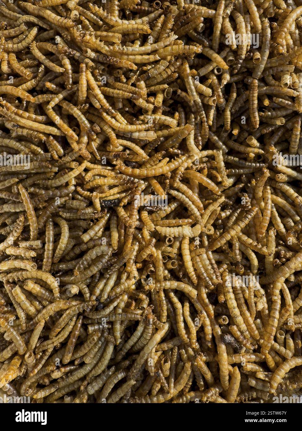 Detailed photo of bird food insects insect food mealworms dried larvae ...