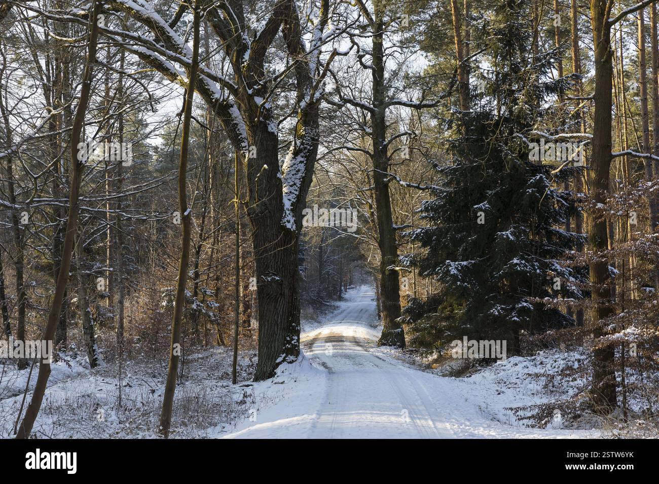 Slightly snow-covered forest path through the Friedewald near Auer, Moritzburg, Saxony, Germany, Europe Stock Photo