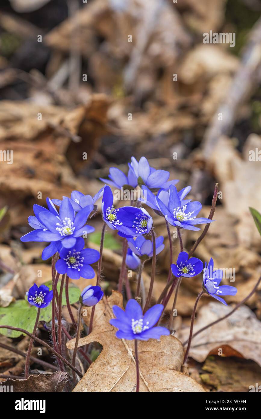 Hepatica (Anemone hepatica) flowers in early spring, Sweden, Europe ...