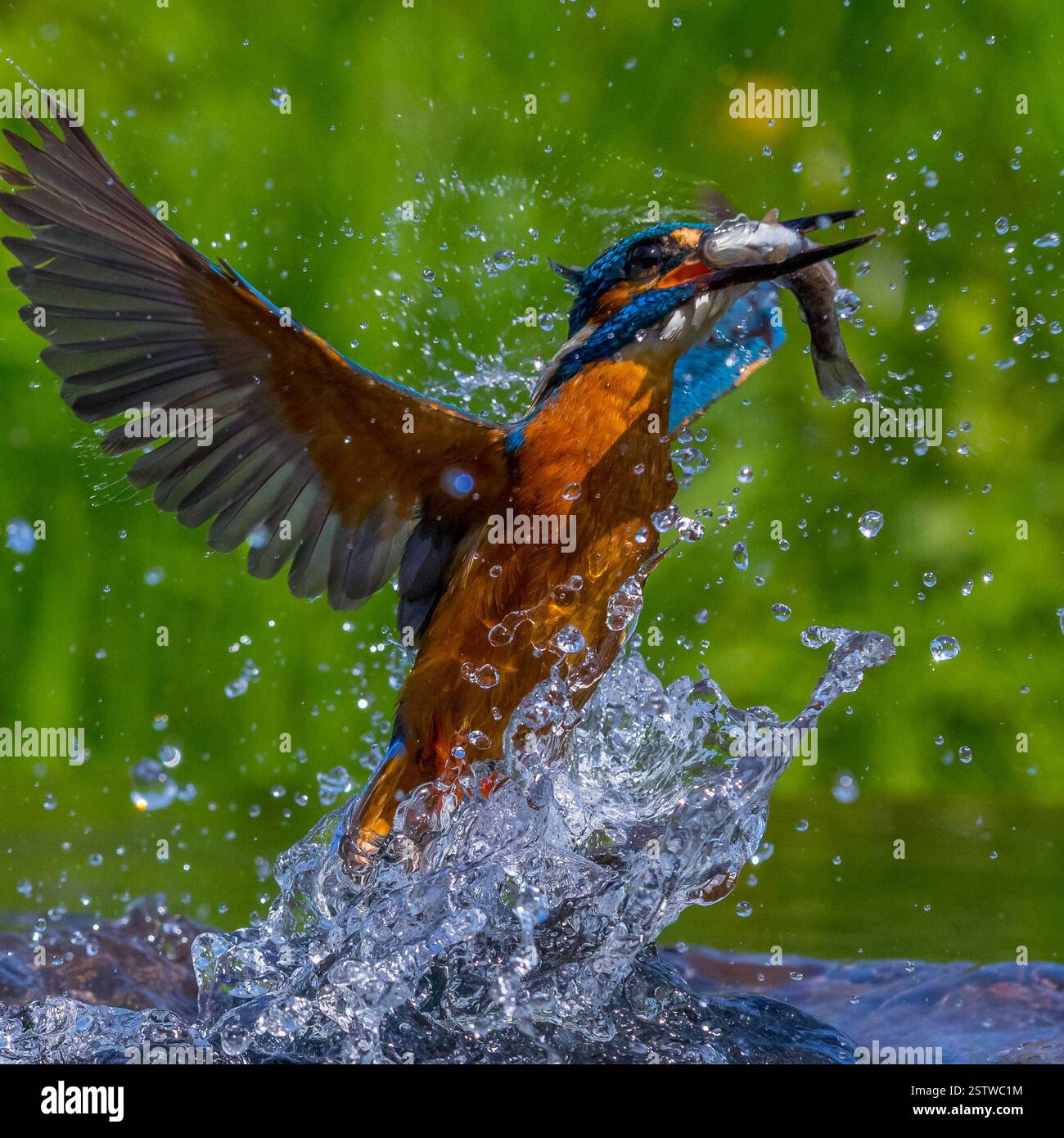 Closeup kingfisher atthis alcedo hi-res stock photography and images ...