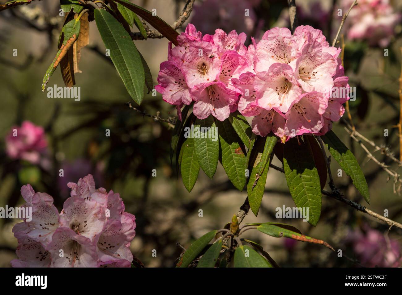 A pink Rhododendron flower photographed in the Langtang Valley of Nepal ...