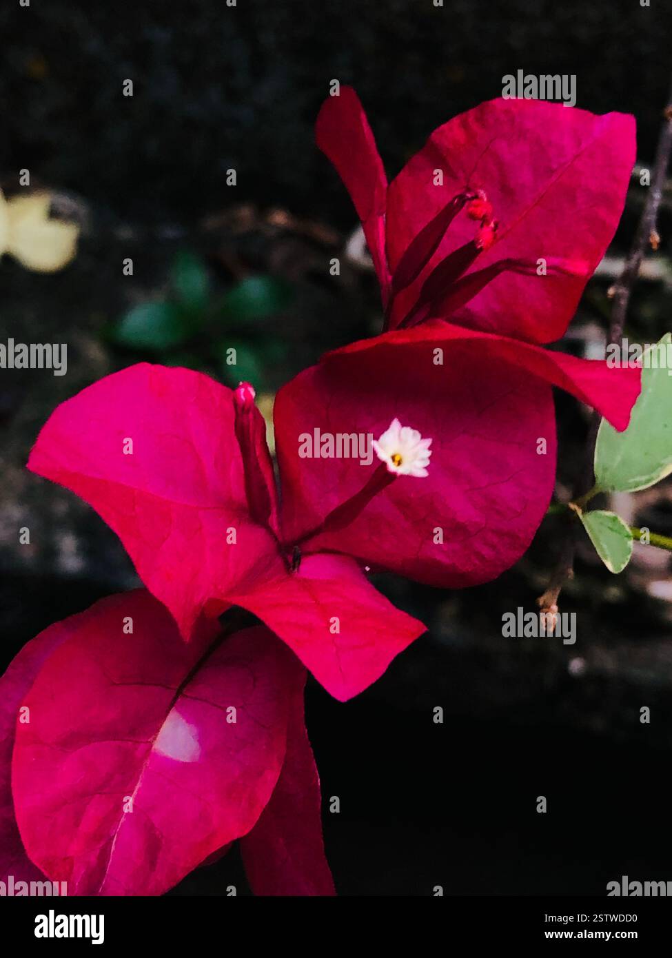 Vibrant red and pink flowers in full bloom, showcasing delicate petals and rich textures. A close-up nature shot capturing the beauty of garden flora - Smartphone Captured Stock Image