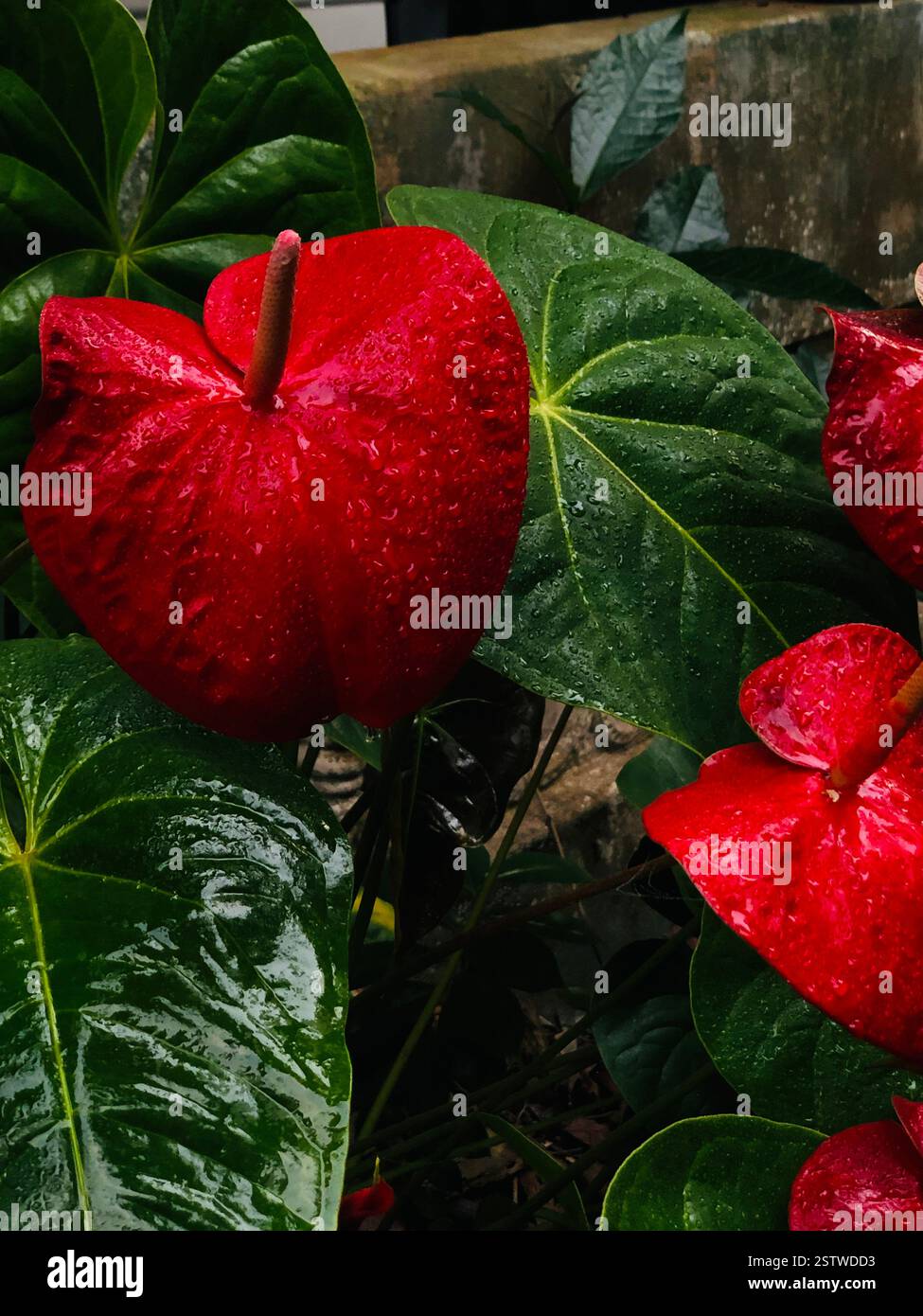 Vibrant red and pink flowers in full bloom, showcasing delicate petals and rich textures. A close-up nature shot capturing the beauty of garden flora - Smartphone Captured Stock Image
