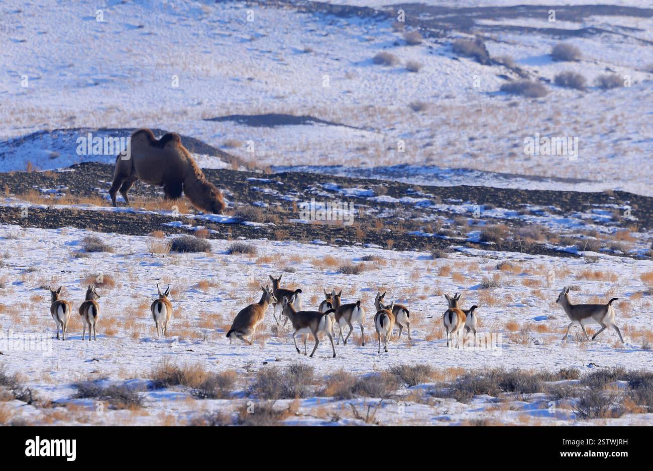 Shaur ALTAY, CHINA - FEBRUARY 19, 2025 - Gazella subgutturosa, a second-class ...
