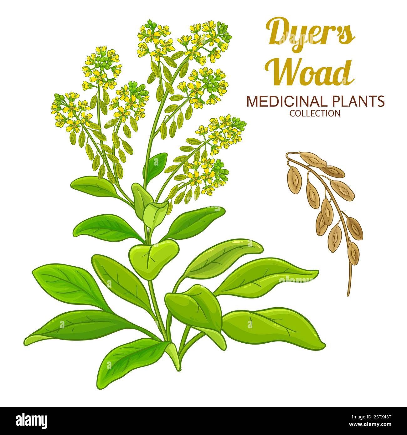 Glastum Cut Out Stock Images & Pictures - Alamy