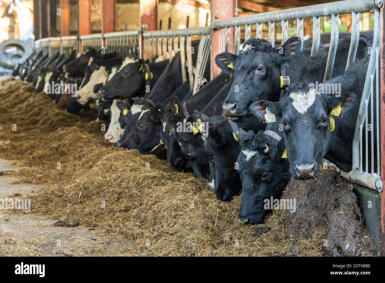 Dairy Cows Feeding On Silage On A Dairy Farm In Aherla West Cork dairy-cows-feeding-on-silage-on-a-dairy-farm-in-aherla-west-cork