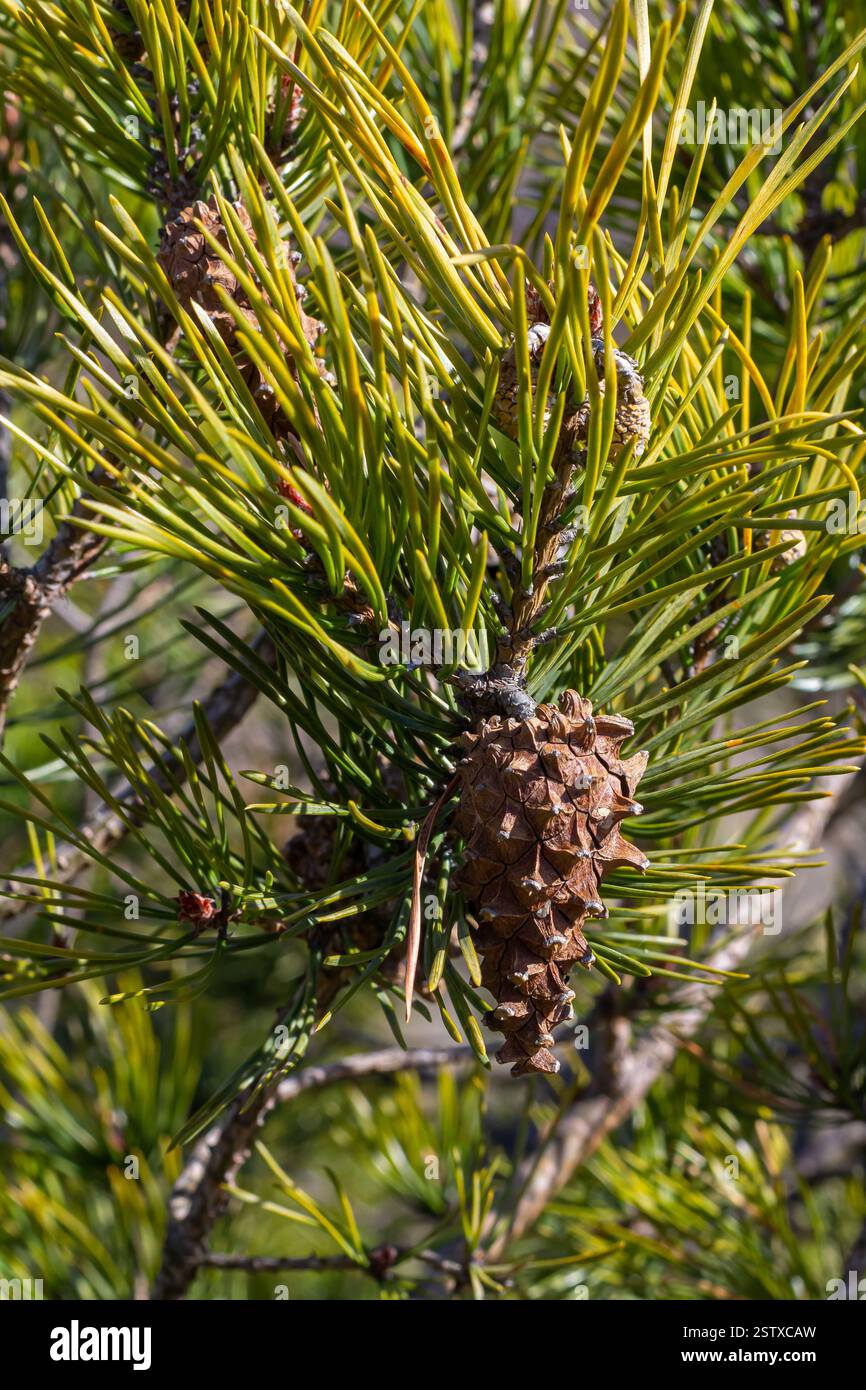 Pinus sylvestris new growth hi-res stock photography and images - Alamy