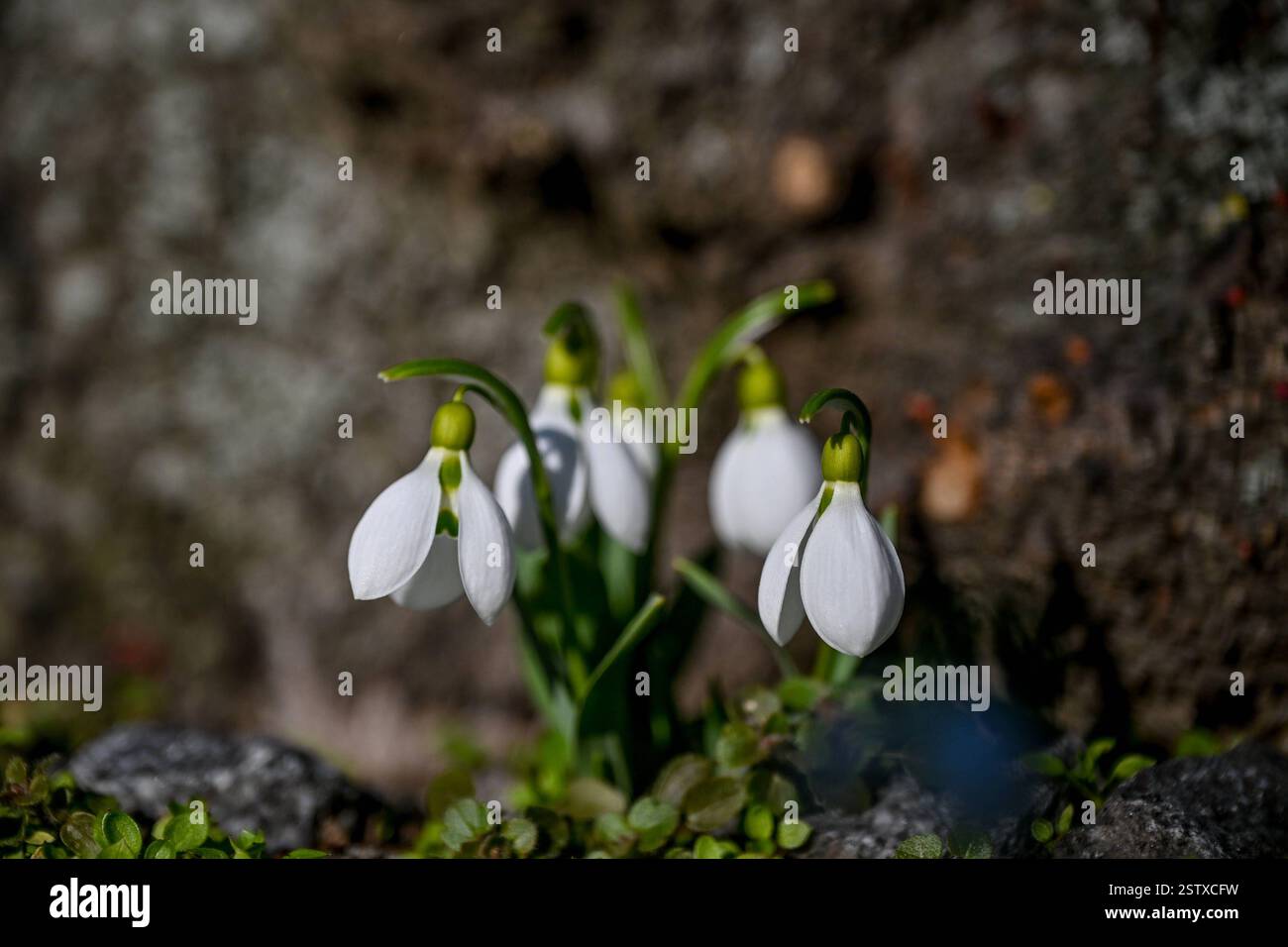 Frühling, Blumen, Frühlingsboten 20.02.2025, Linz, AUT, Fruehling ...