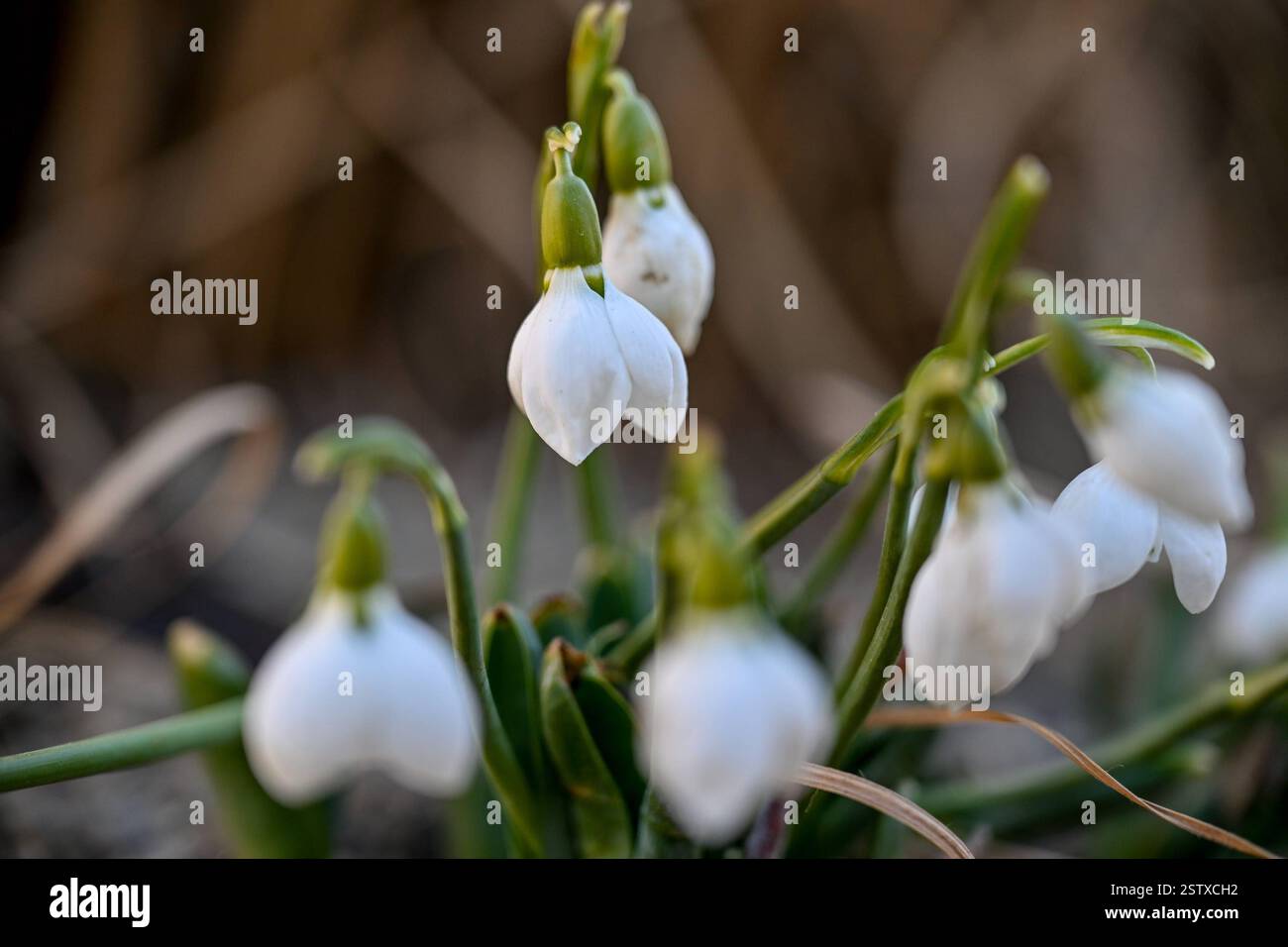 Frühling, Blumen, Frühlingsboten 20.02.2025, Linz, AUT, Fruehling ...