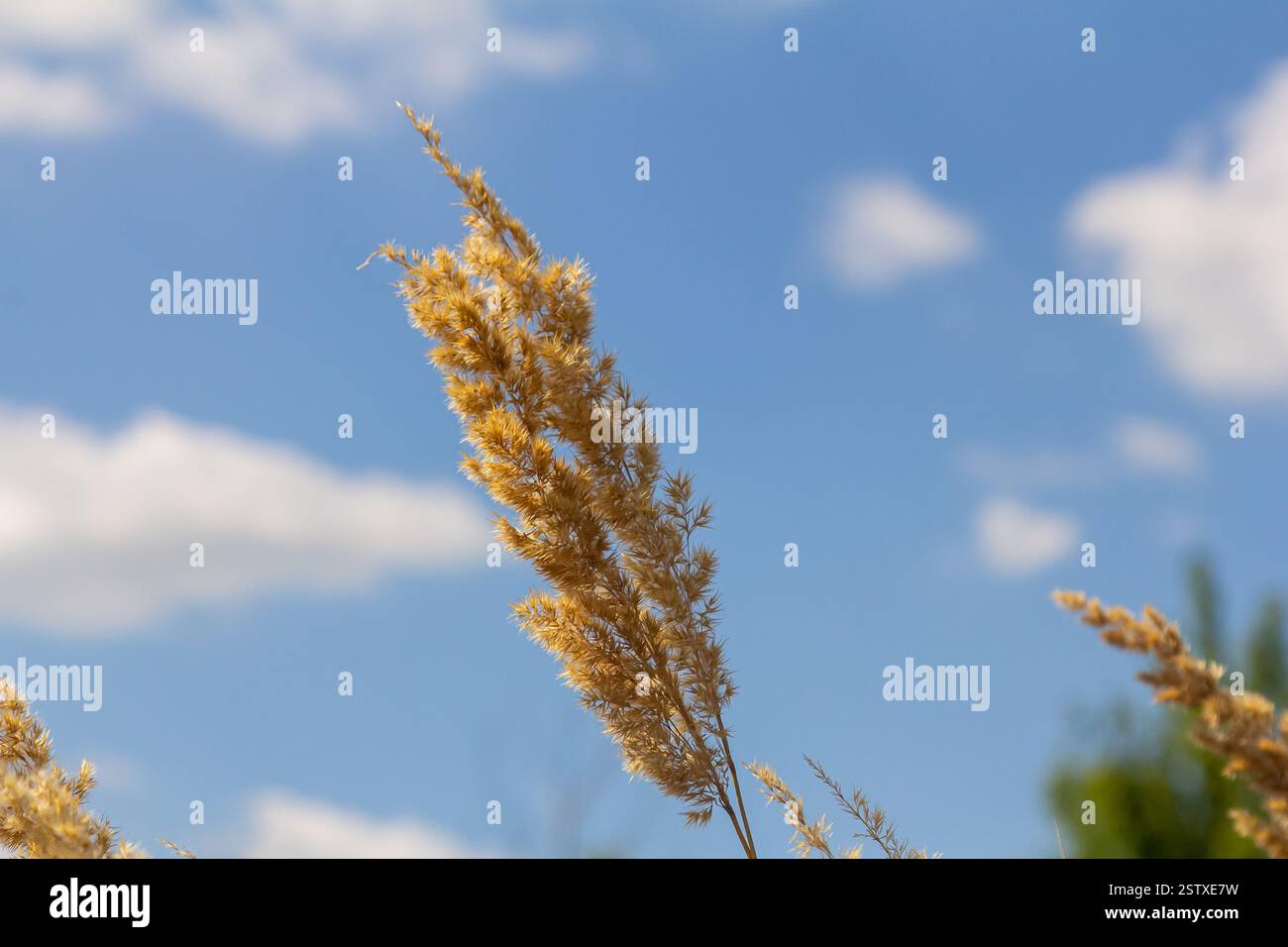 Small Reed Inflorescence of wood small-reed Calamagrostis epigejos on a meadow ...