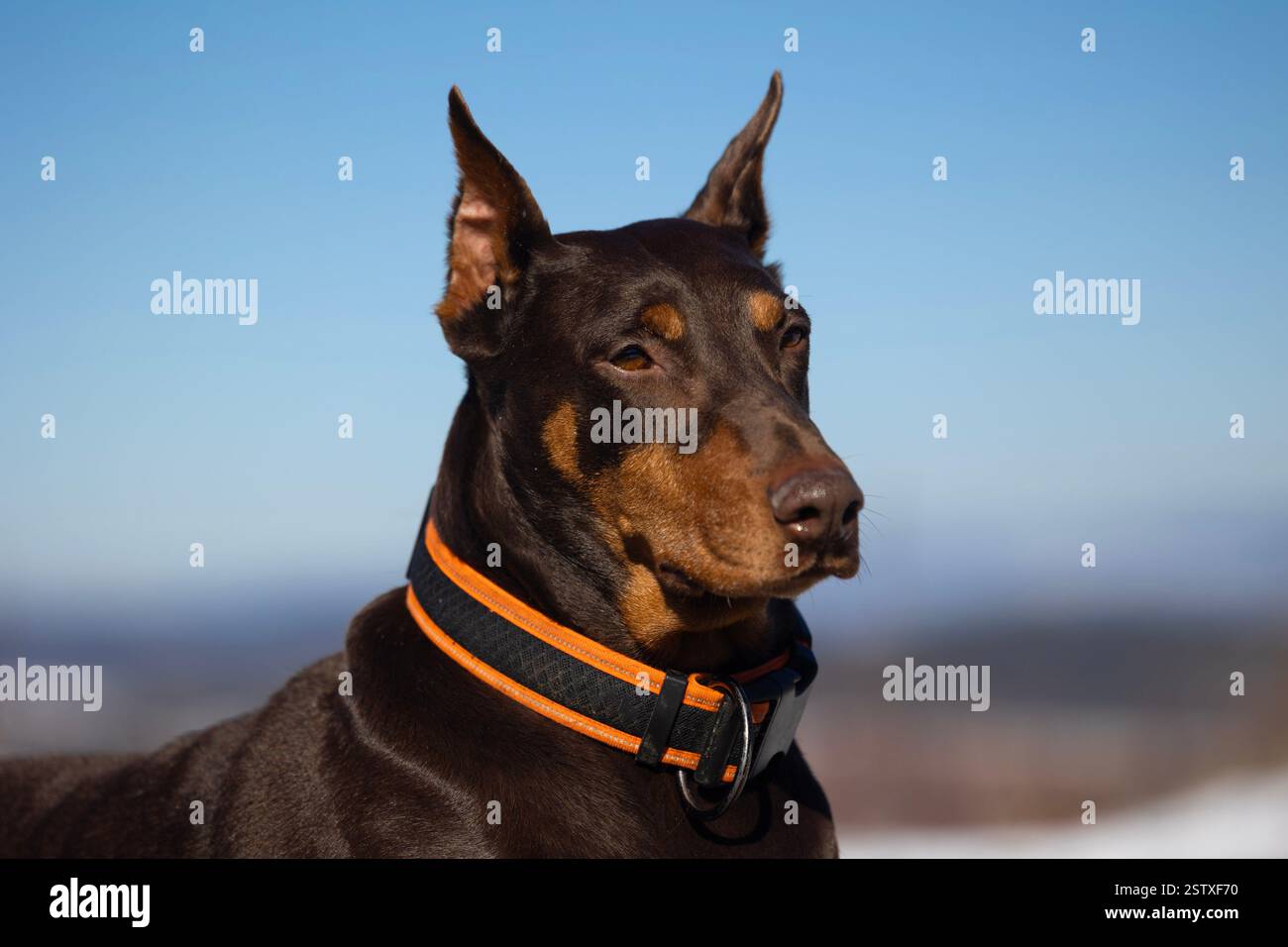 Close-up of a Doberman dog's head with a distinctive orange collar on its neck Stock Photo