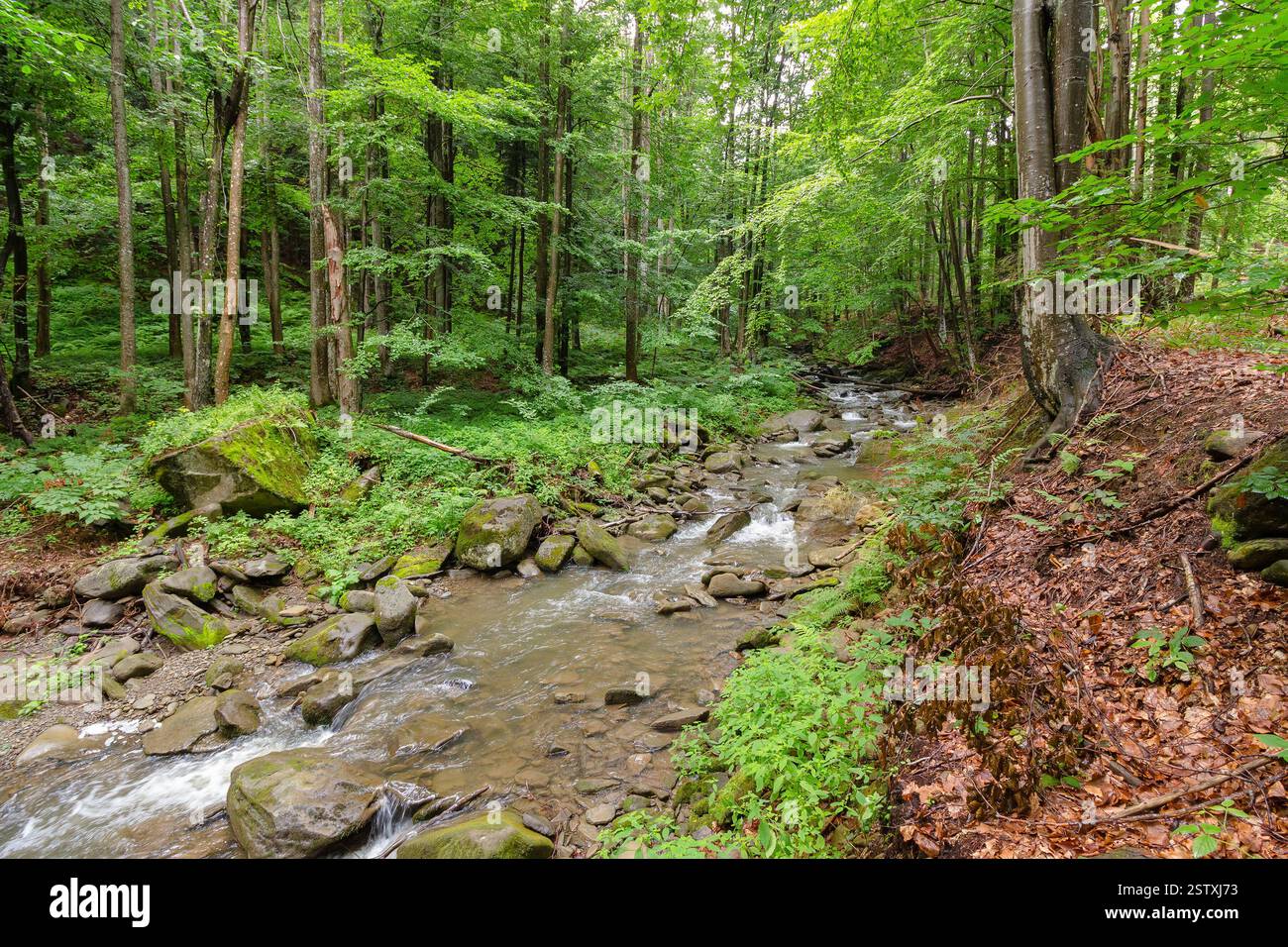 water stream in the beech forest among rocks. beautiful landscape. outdoor scenery in summer on a sunny day. beauty of carpathian nature. green enviro Stock Photo