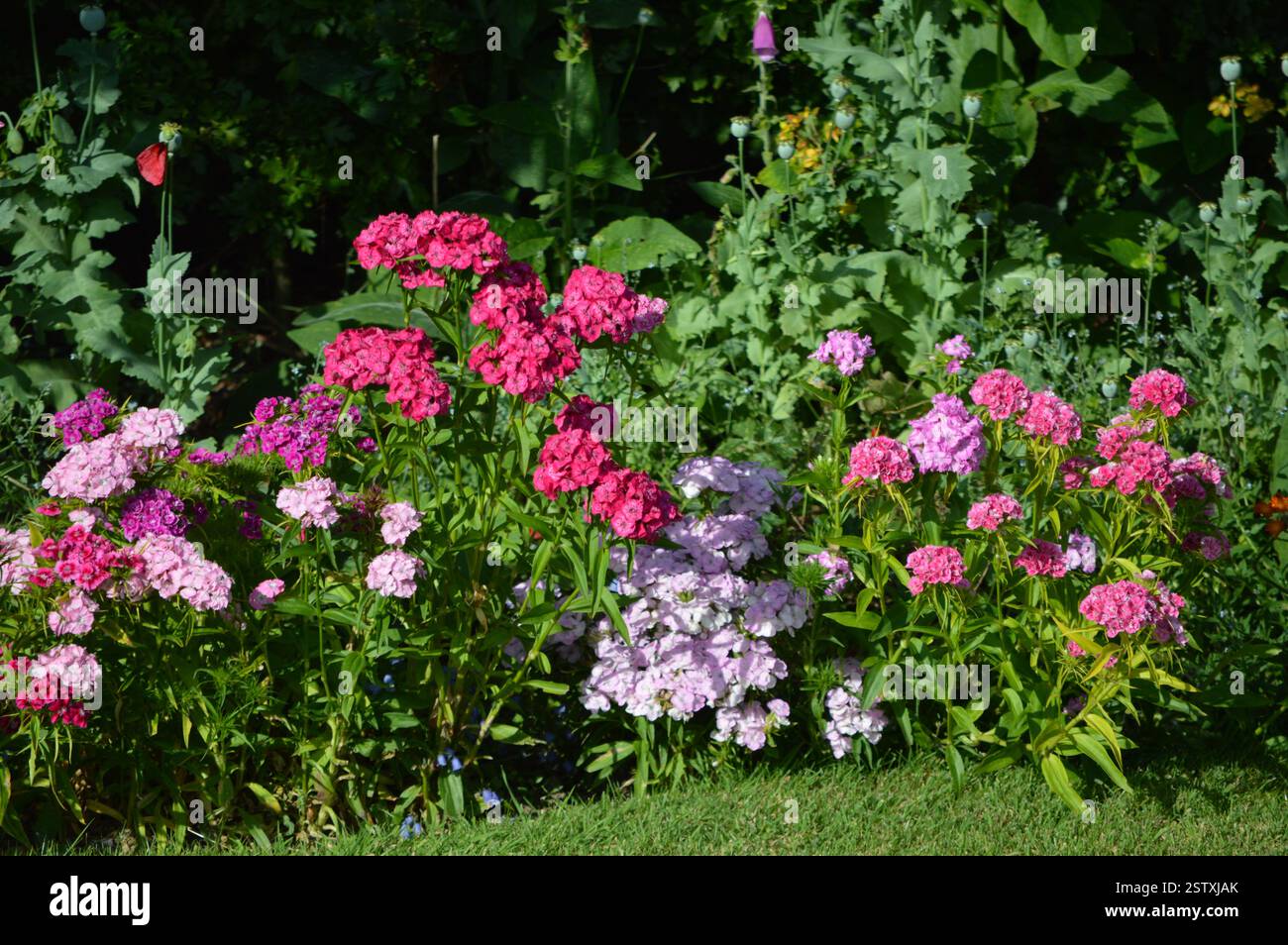 Garden flower bed border hi-res stock photography and images - Alamy