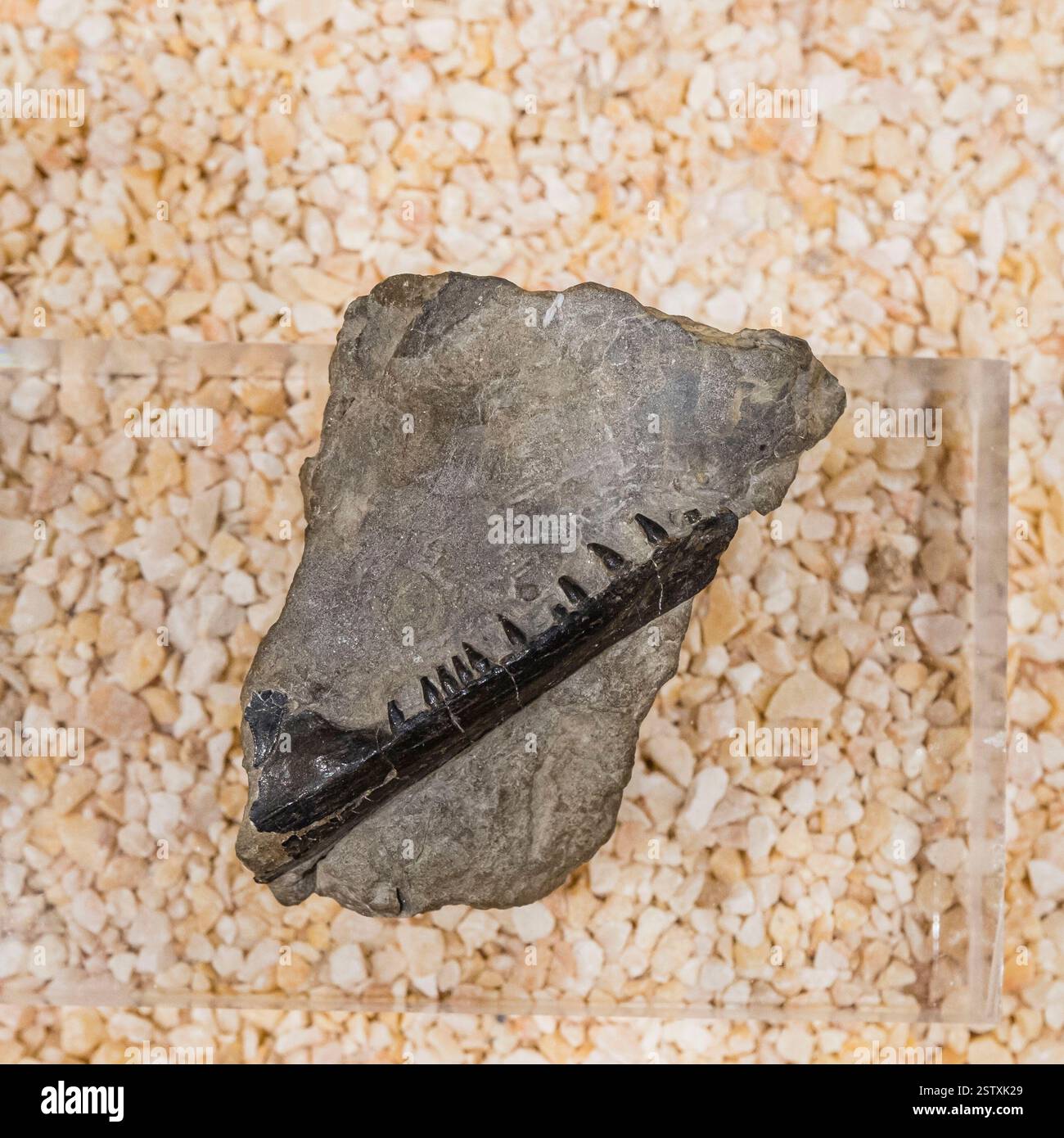 Furo sp sp hi-res stock photography and images - Alamy