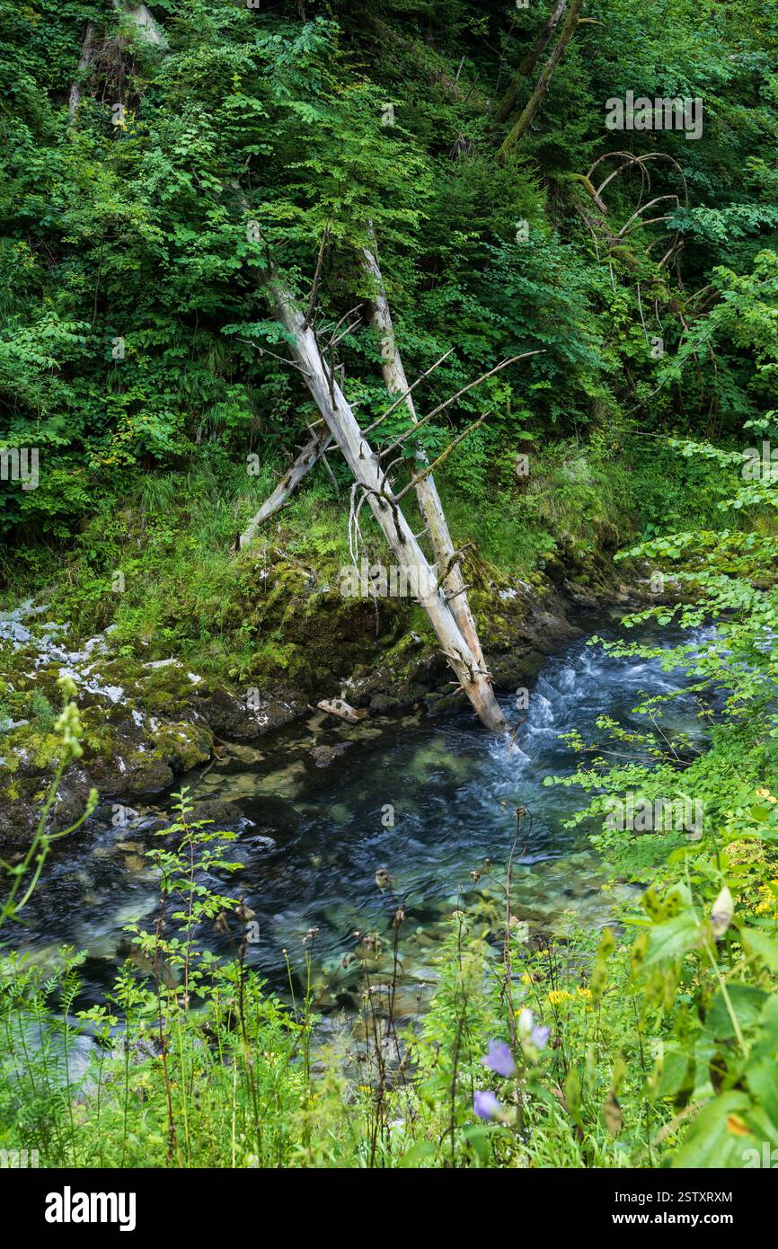 Landscape with fallen trees in Radovna mountain river in Vintgar Gorge, Triglav National Park, Slovenia. Stock Photo