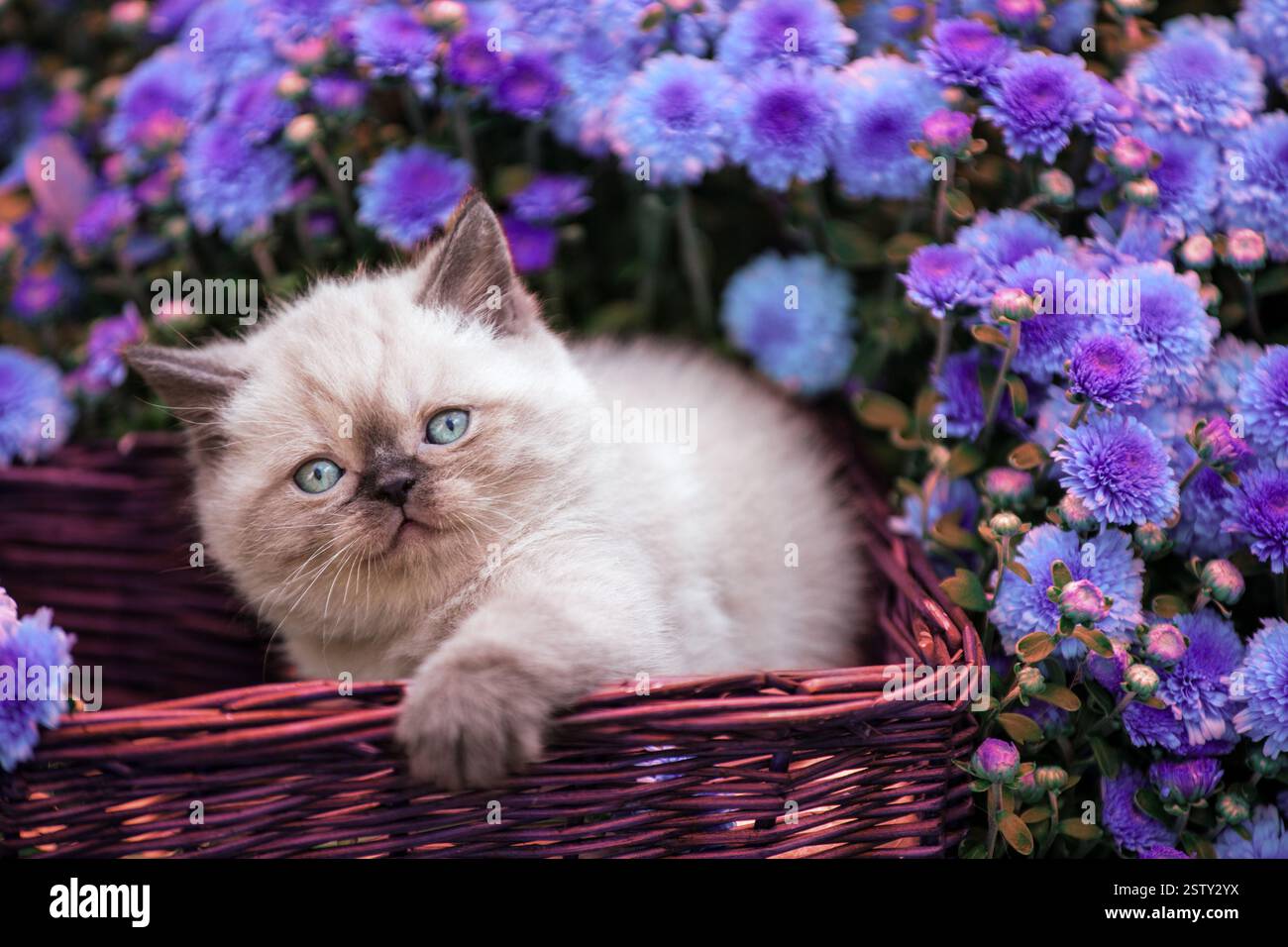 Cute little kitten in a basket in the garden near purple daisy flowers ...