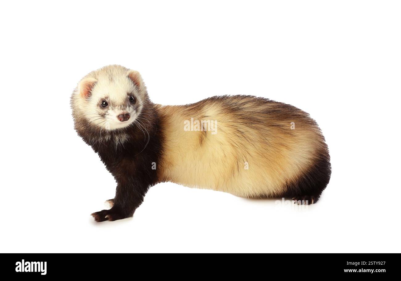 Cute ferret on white background. Domestic pet Stock Photo - Alamy
