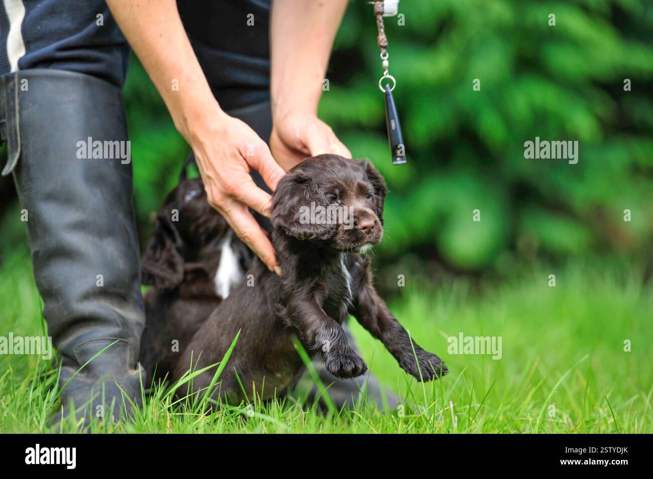 working cocker spaniel puppies with a gundog trainer Stock Photo