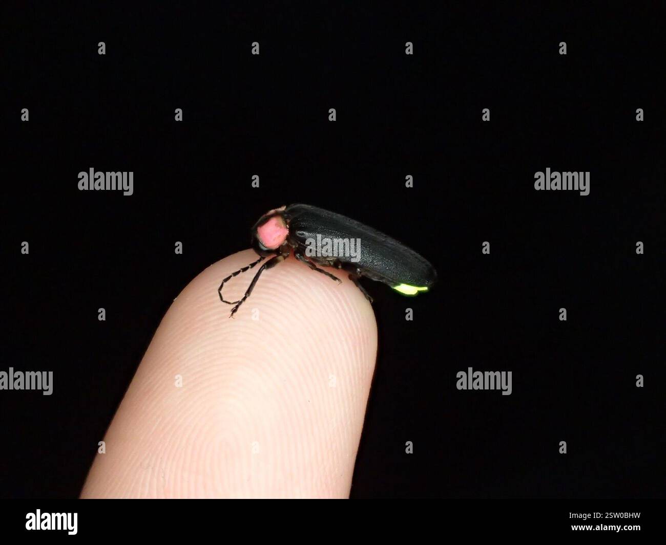 Geji Geji Insect Genji Firefly (Nipponoluciola cruciata), Insecta, Nagano, JP Stock ...
