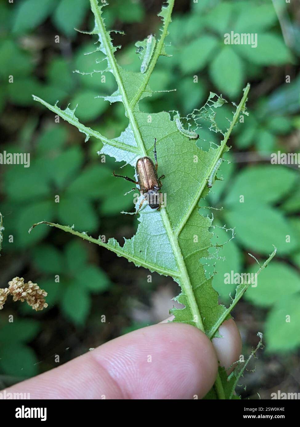 Norfolk Insects June Beetles (Melolonthinae), Insecta, Norfolk County, ON, Canada Stock ...