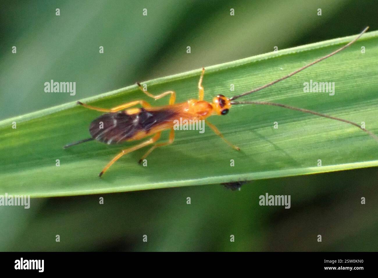 Mummy Insect Common Mummy Wasps (Aleiodes), Insecta, Sabiepark, Sabie Park, 1260 ...