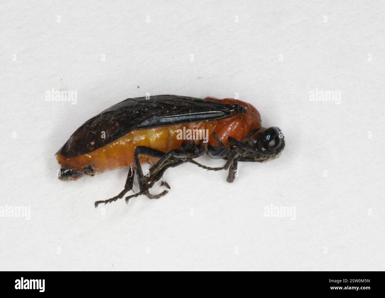 Deino Insect Typical Sawflies (Tenthredinoidea), Insecta, Kakabeka Falls Provincial ...