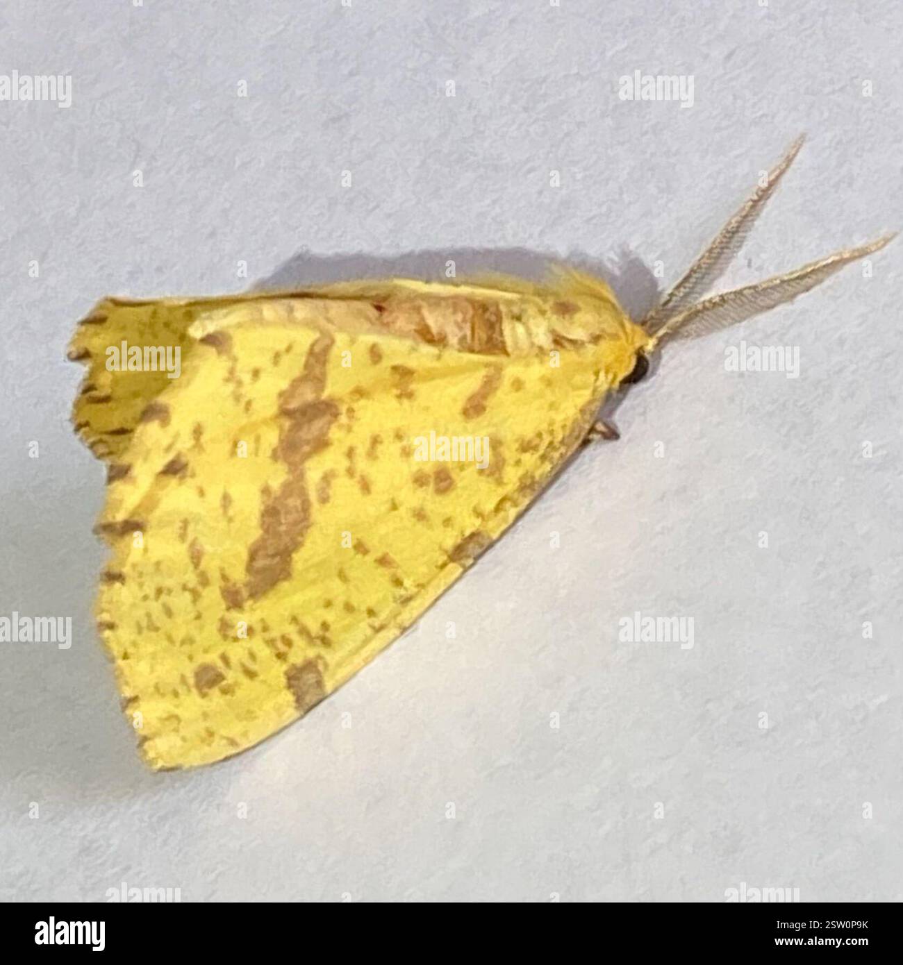 Xanthotype Urticaria xanthotype hi-res stock photography and images - Alamy