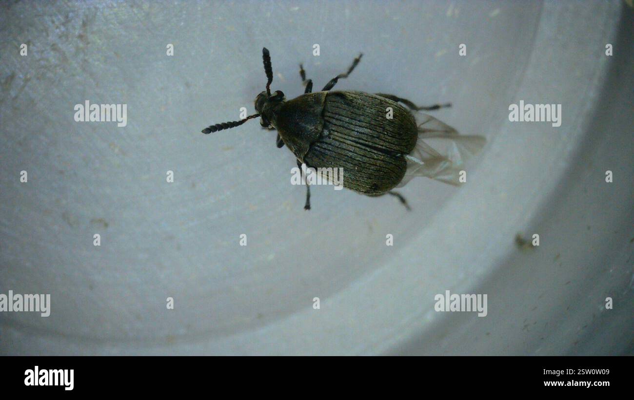 Brooming Insects Broom Seed Beetle (Bruchidius villosus), Insecta, Hammersmith, London ...