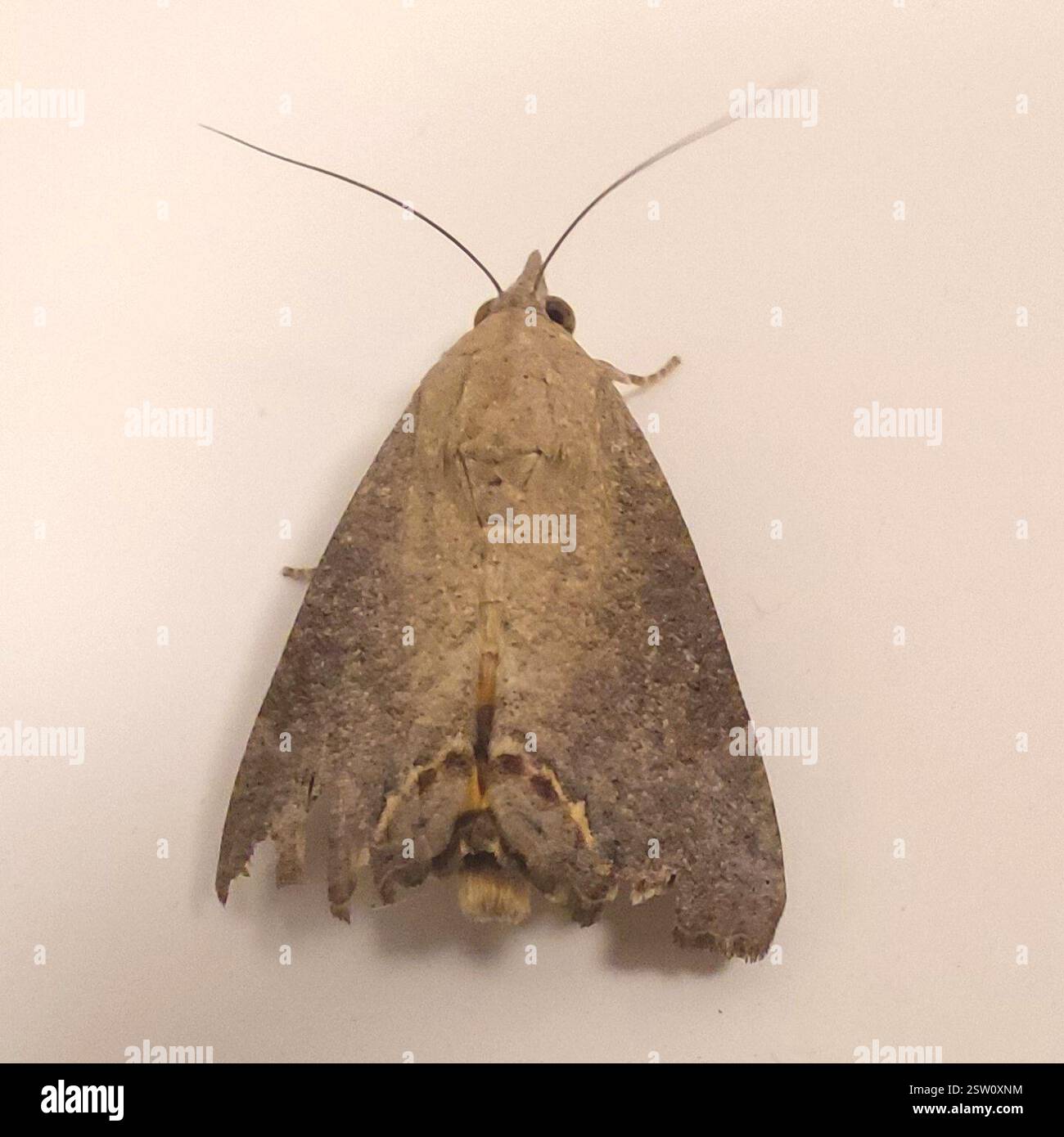 Variable Yellow Underwing (Hypocala deflorata), Insecta, 126/A, Navpada ...