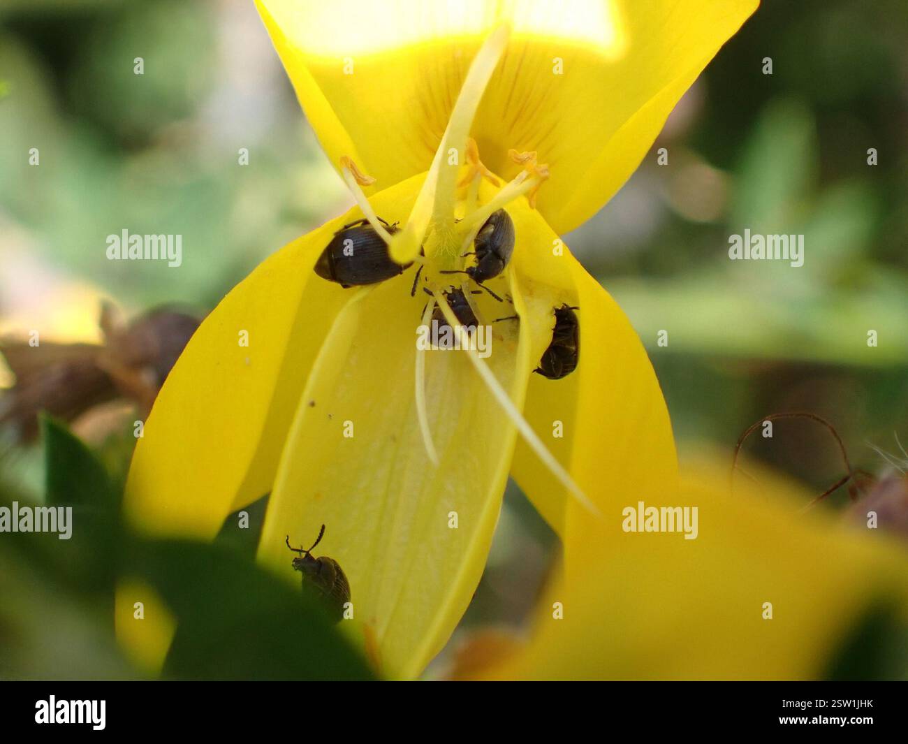 Brooming Insects Broom Seed Beetle (Bruchidius villosus), Insecta, Edinburgh, UK Stock ...