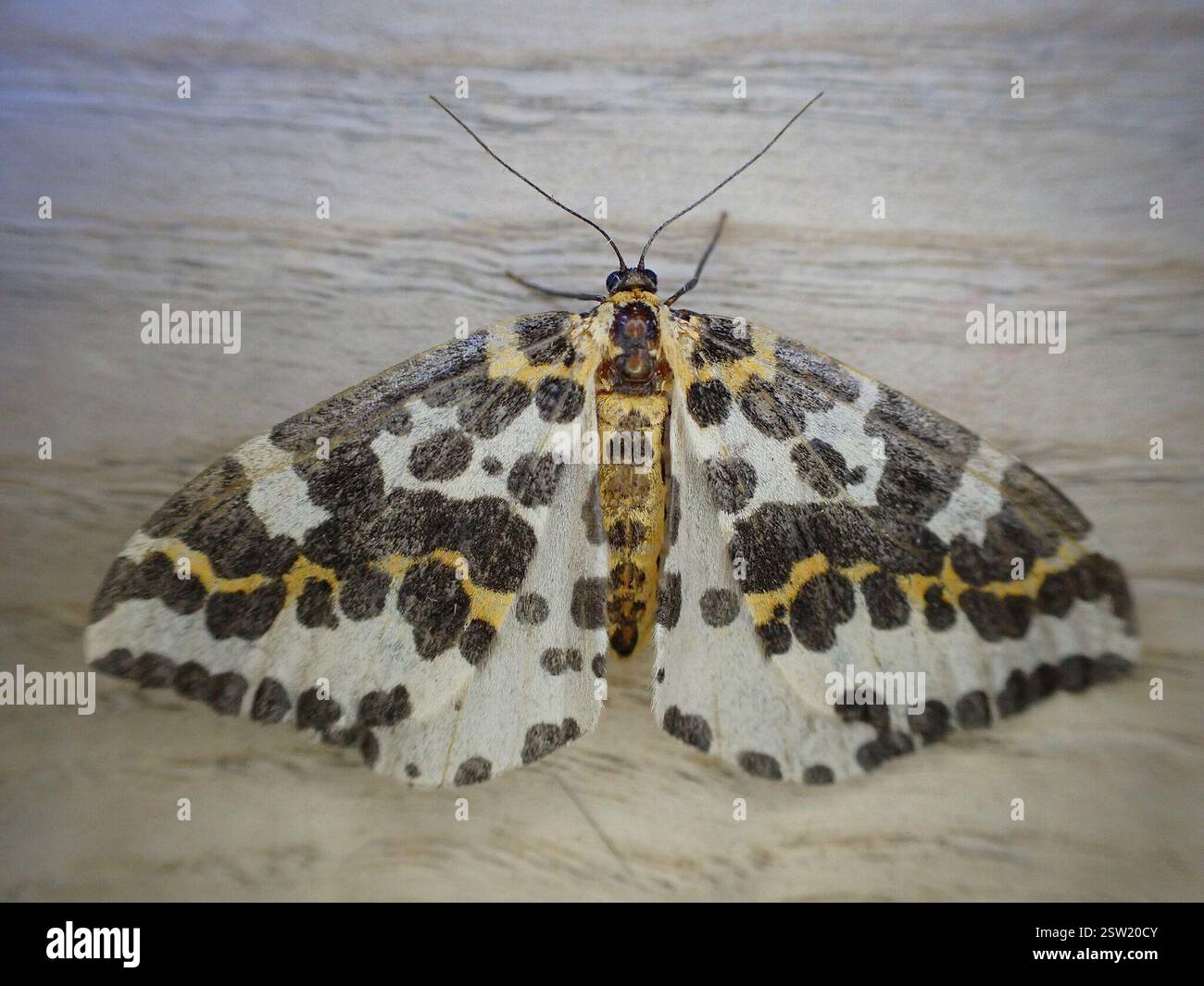 Magpie Moth (Abraxas grossulariata), Insecta, 8 Millcroft Road, Woolton ...