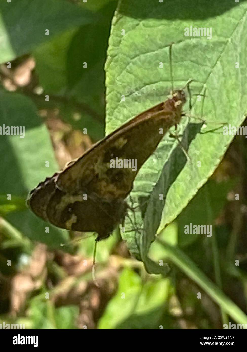 Gatekeeper (Pyronia tithonus), Insecta, Cornwall, UK Stock Photo
