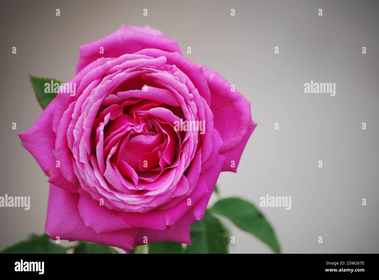 Graduation rose hi-res stock photography and images - Alamy