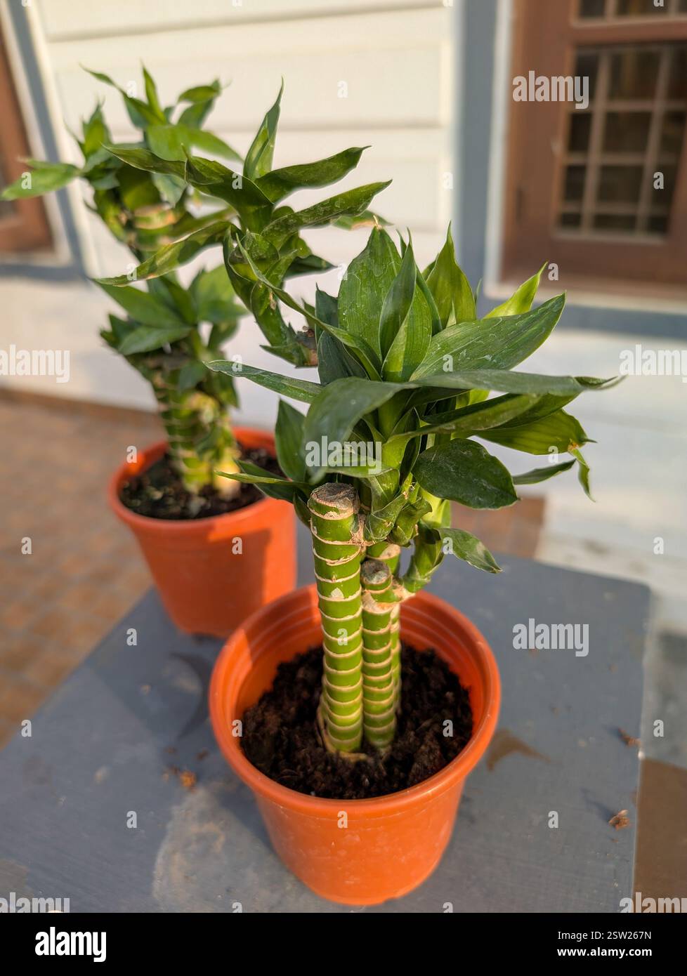 calea plant Calea Dream Herb (Calea Zacatechichi) – The Pepper Pantry main image 1