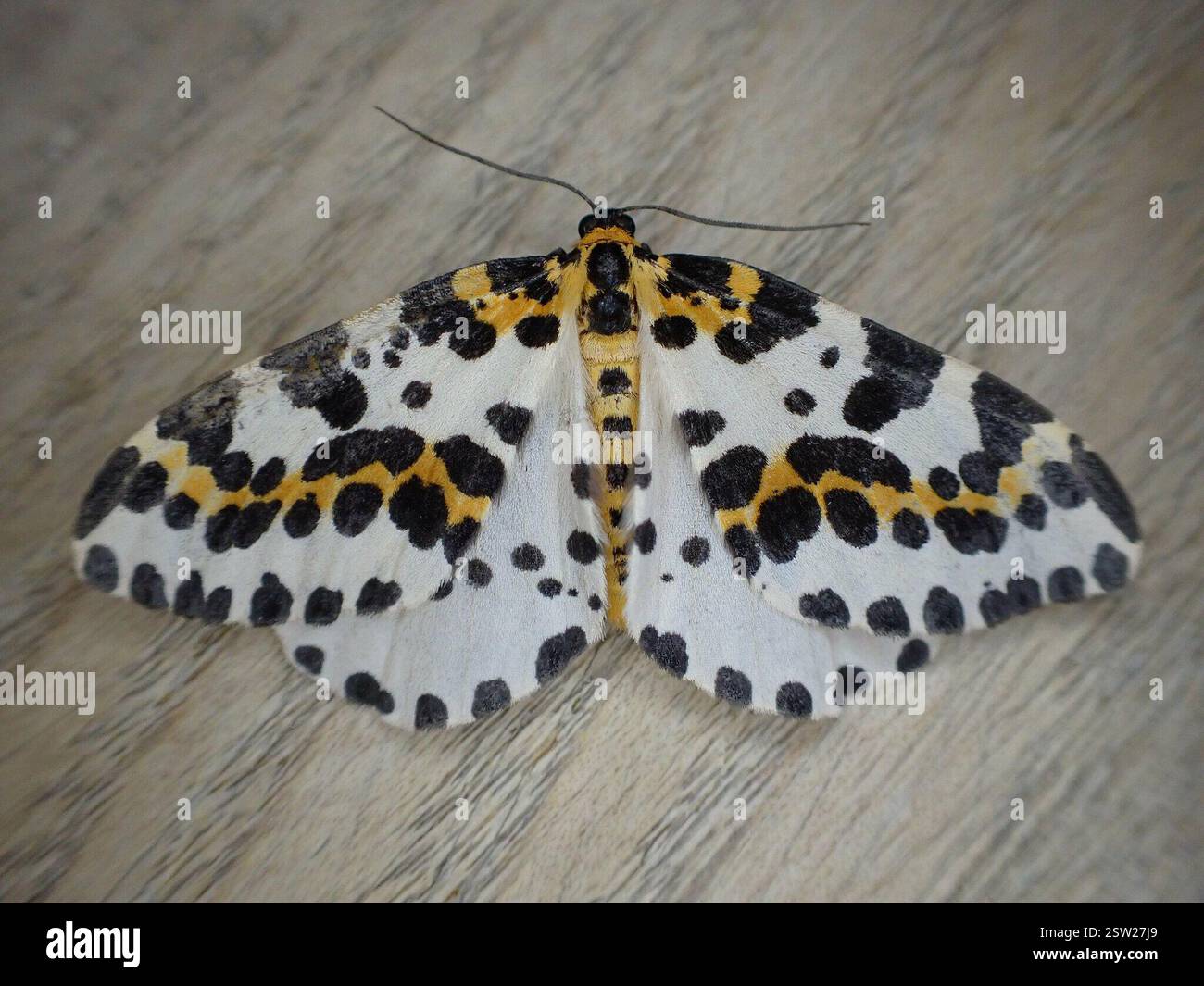 Magpie Moth (Abraxas grossulariata), Insecta, 8 Millcroft Road, Woolton ...