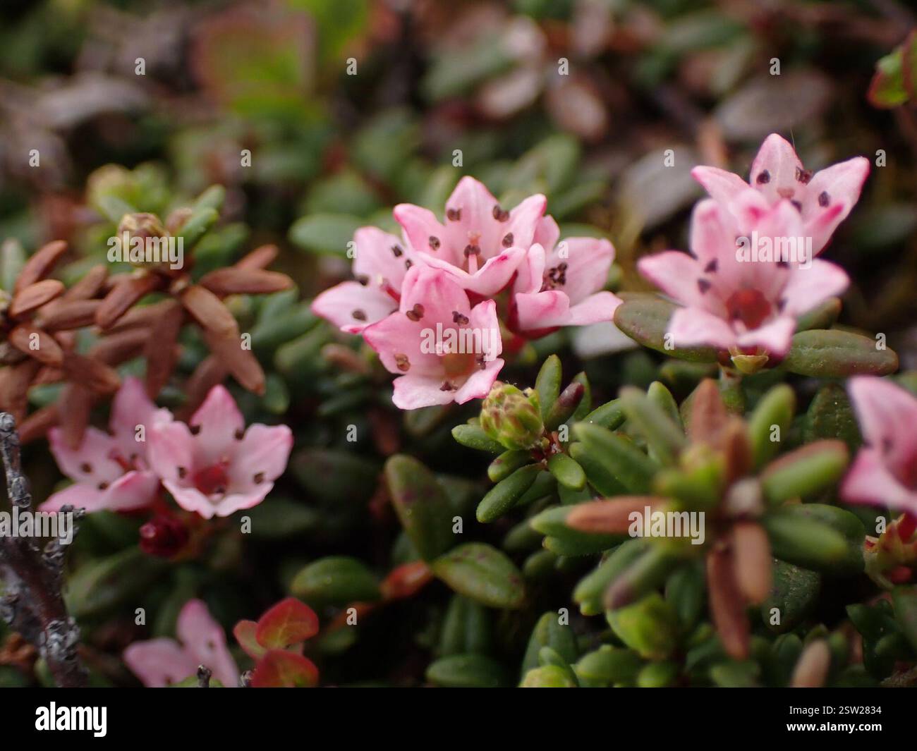 alpine azalea (Kalmia procumbens), Plantae, Stikine Region, BC, Canada ...