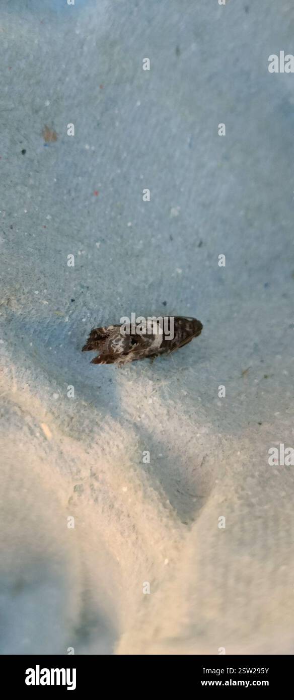 Triple-blotched Bell (Notocelia trimaculana), Insecta, Weston Grove ...