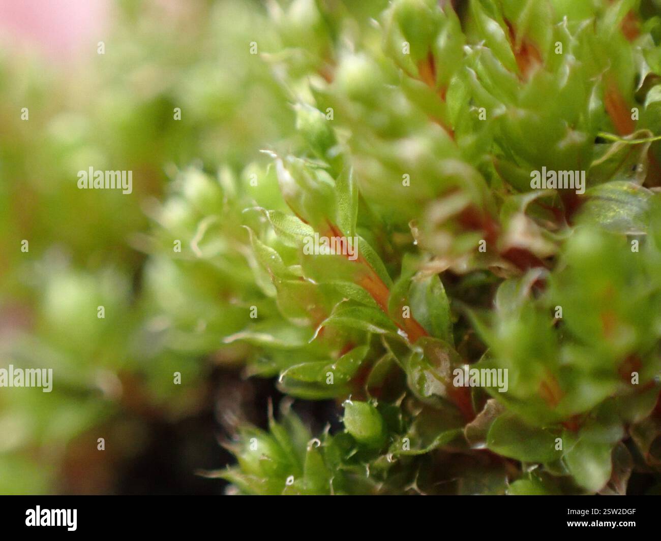 Long-leaved Thread Moss (Ptychostomum pseudotriquetrum), Plantae ...